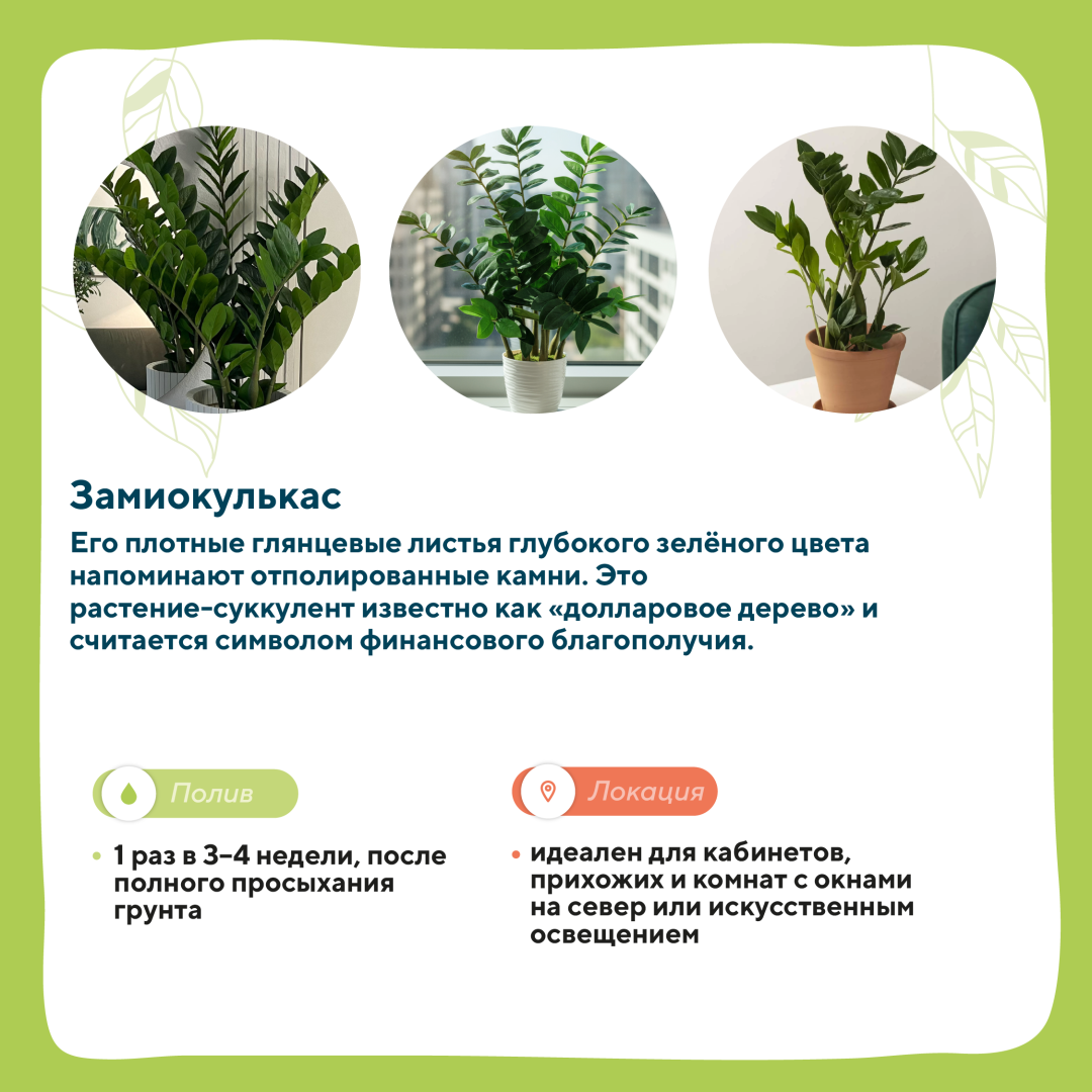 домашние растения 6.png