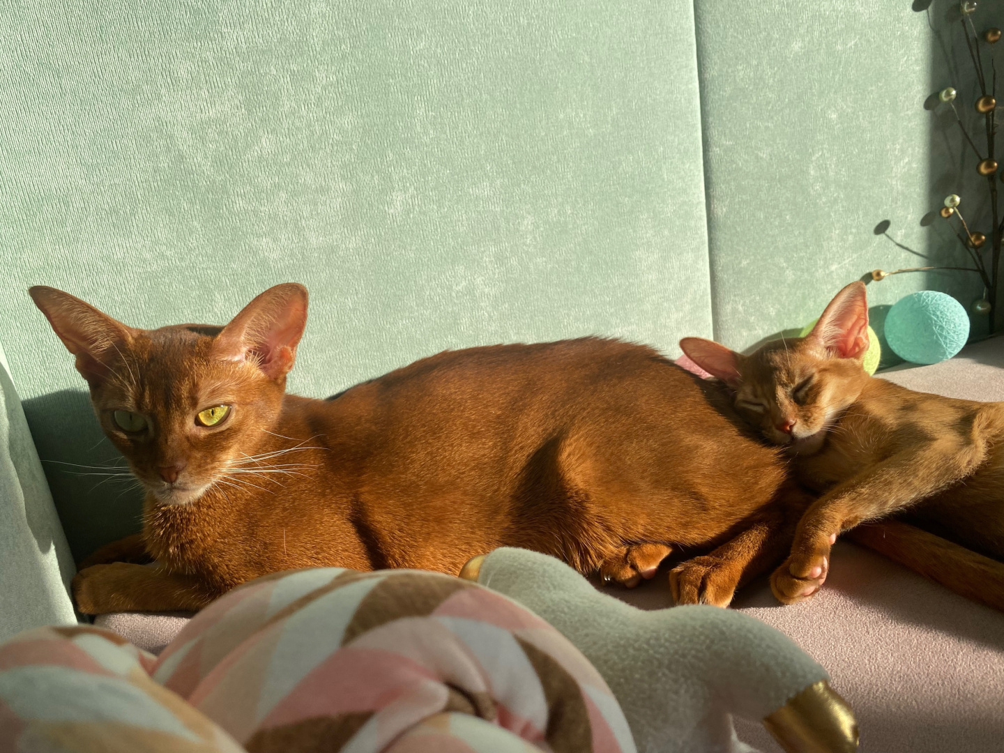 2 рыжих кота.jpg