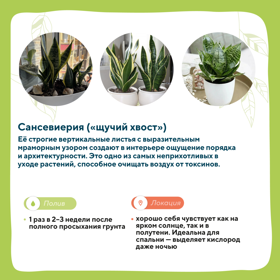 домашние растения 4.png