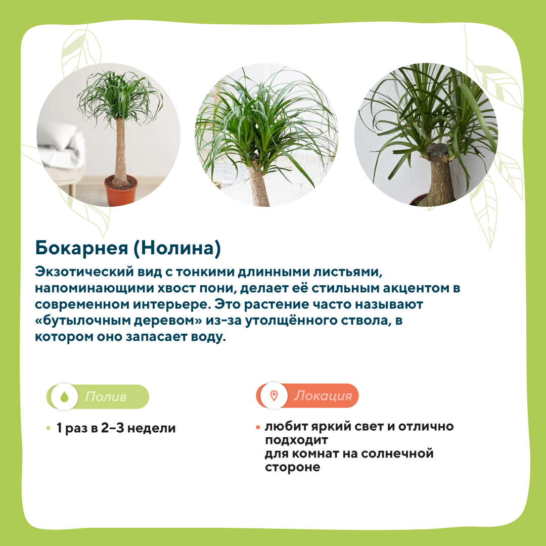 домашние растения 2.png