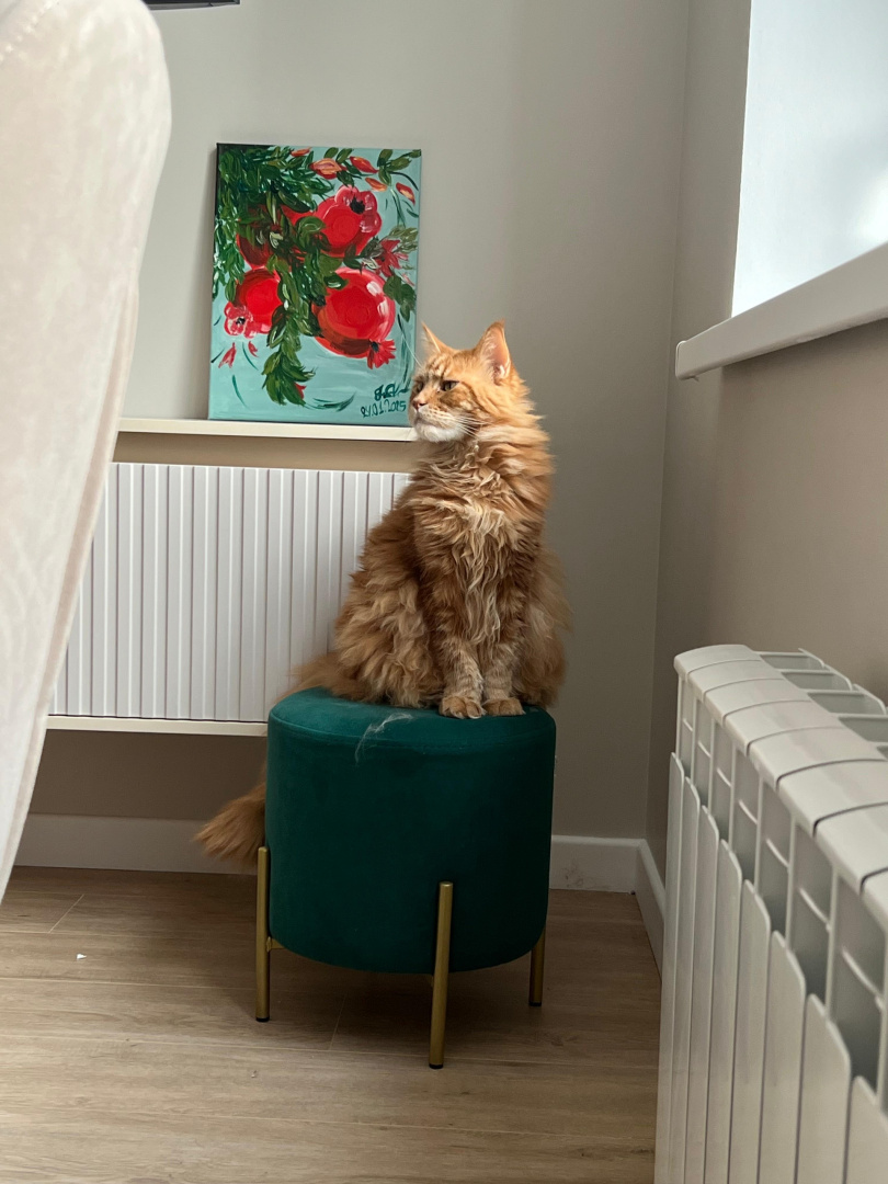 котя рыжый.jpg котя рыжый.jpg