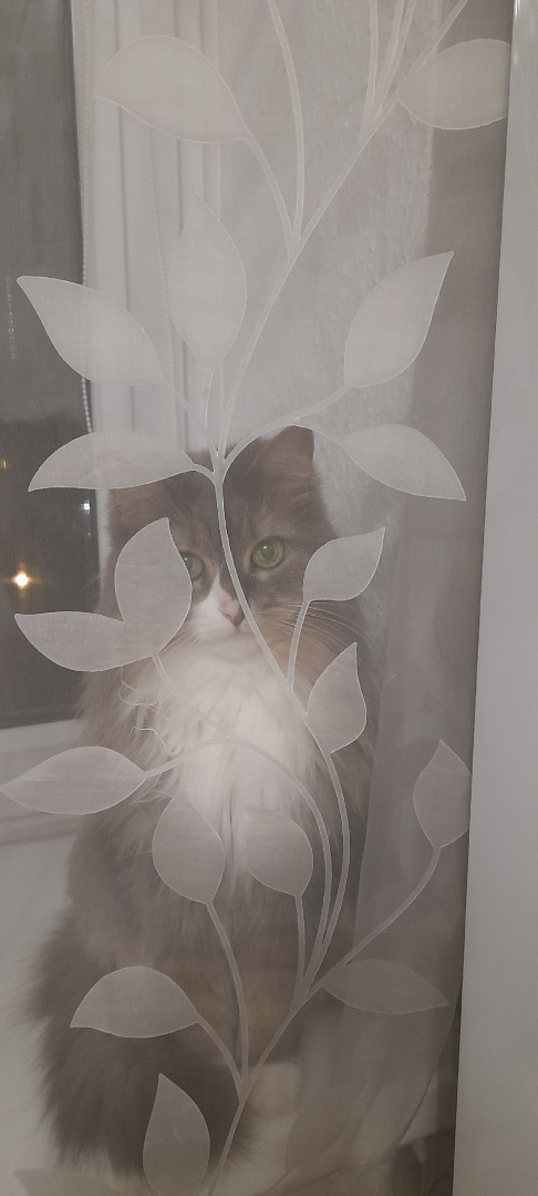 а где кошка.jpg а где кошка.jpg
