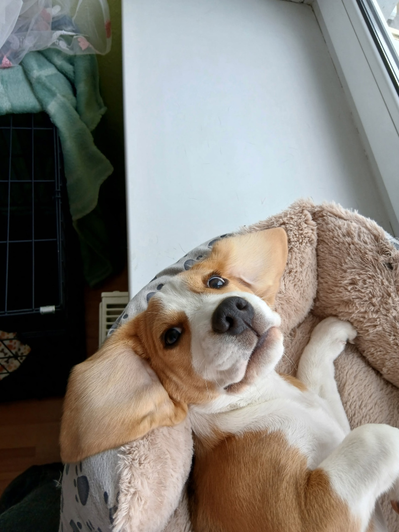 еще песик милый.jpg
