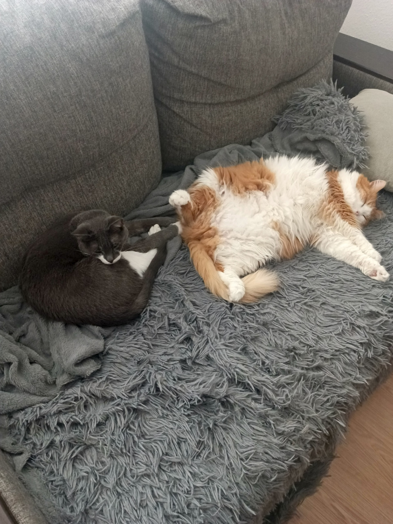 2 спящих котика.jpg