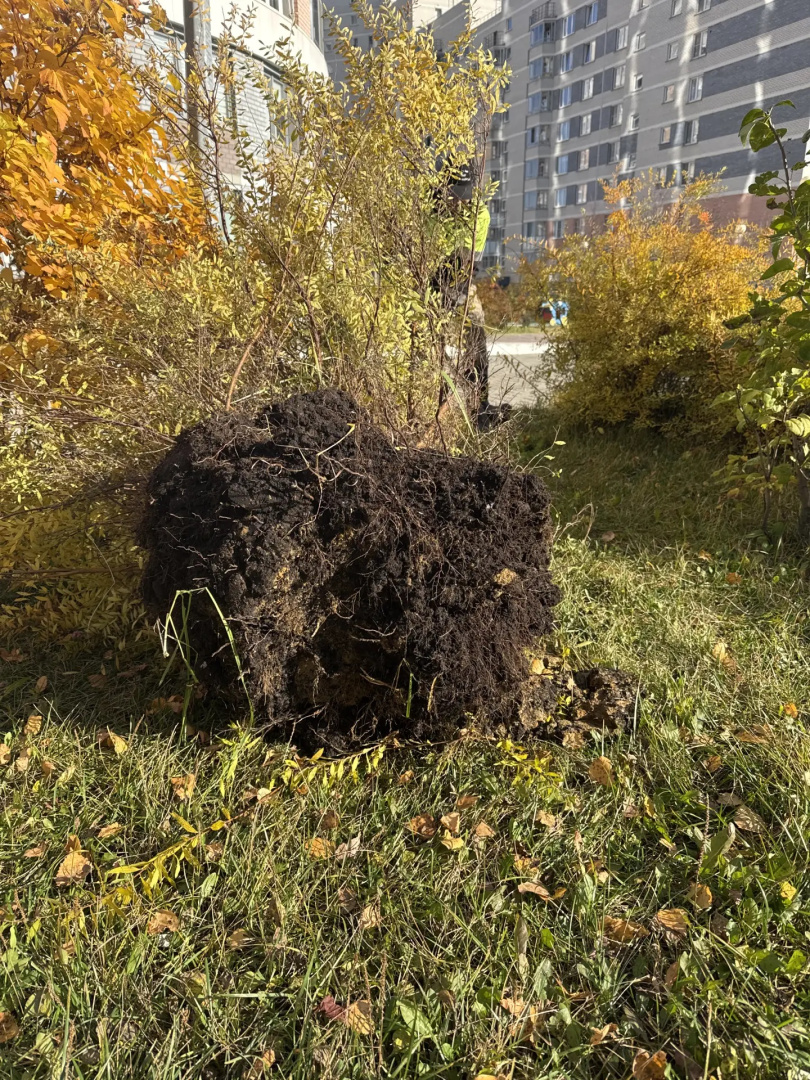 Пересадка.jpg