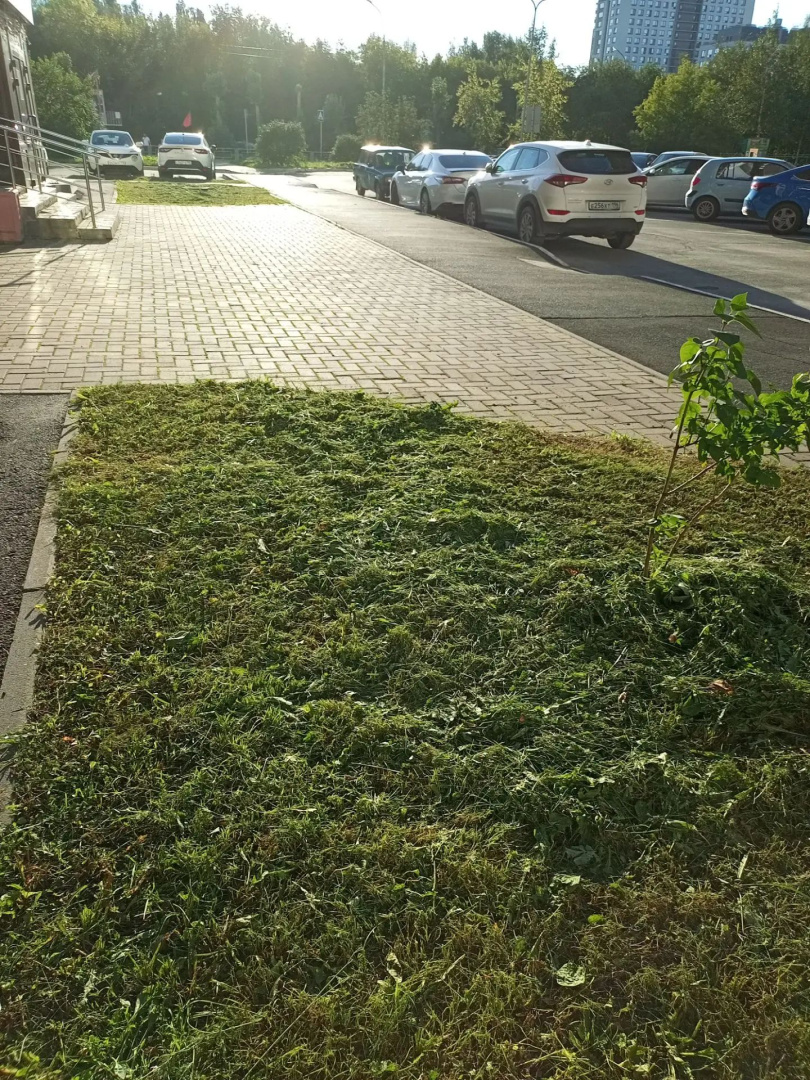 покос Новгородцевой 23 (1).jpg