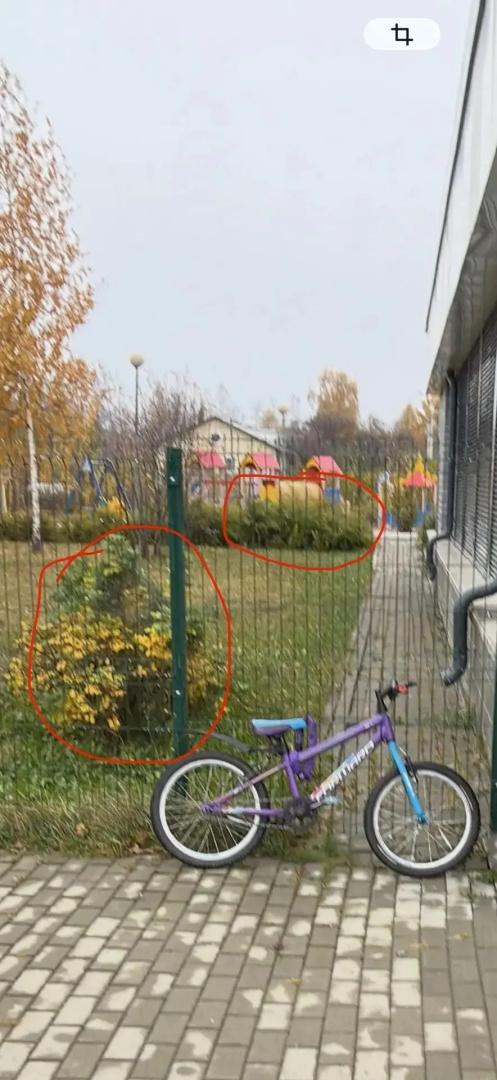Кусты для пересадки.jpg