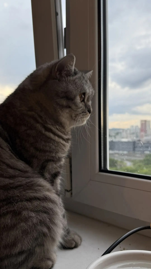 умный котик.jpg