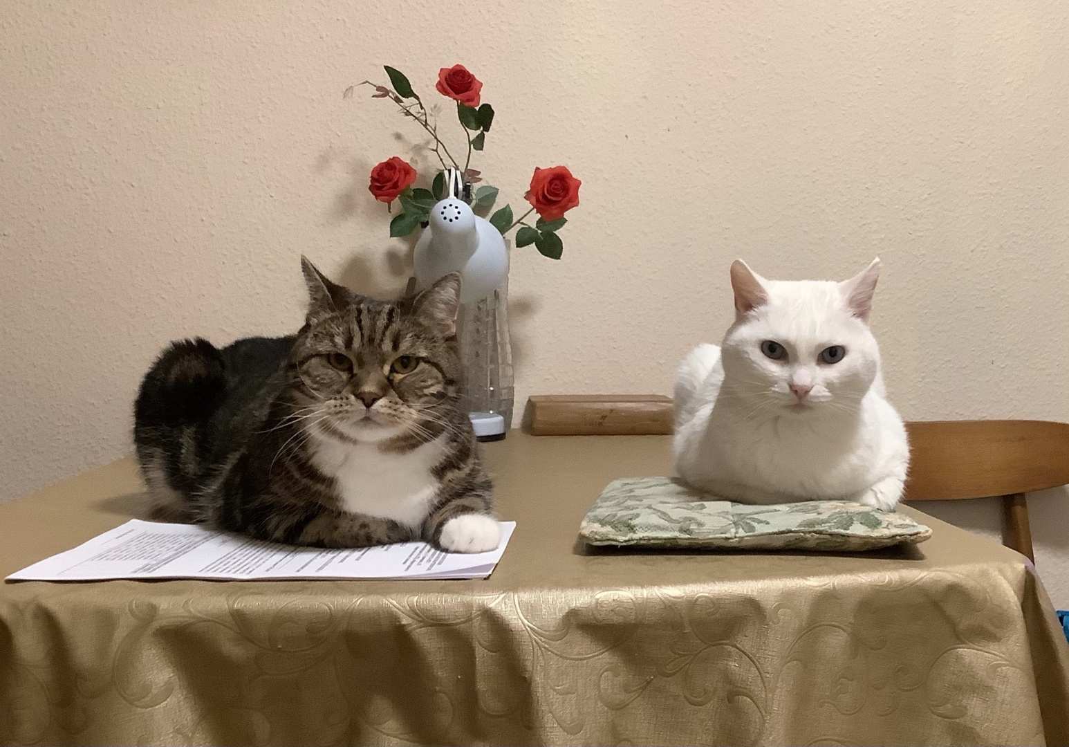 2 деловых котика.jpg
