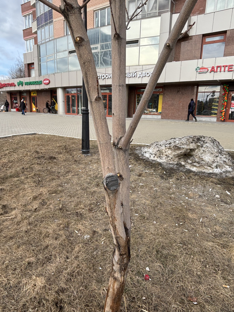 срез клена после (1).jpeg