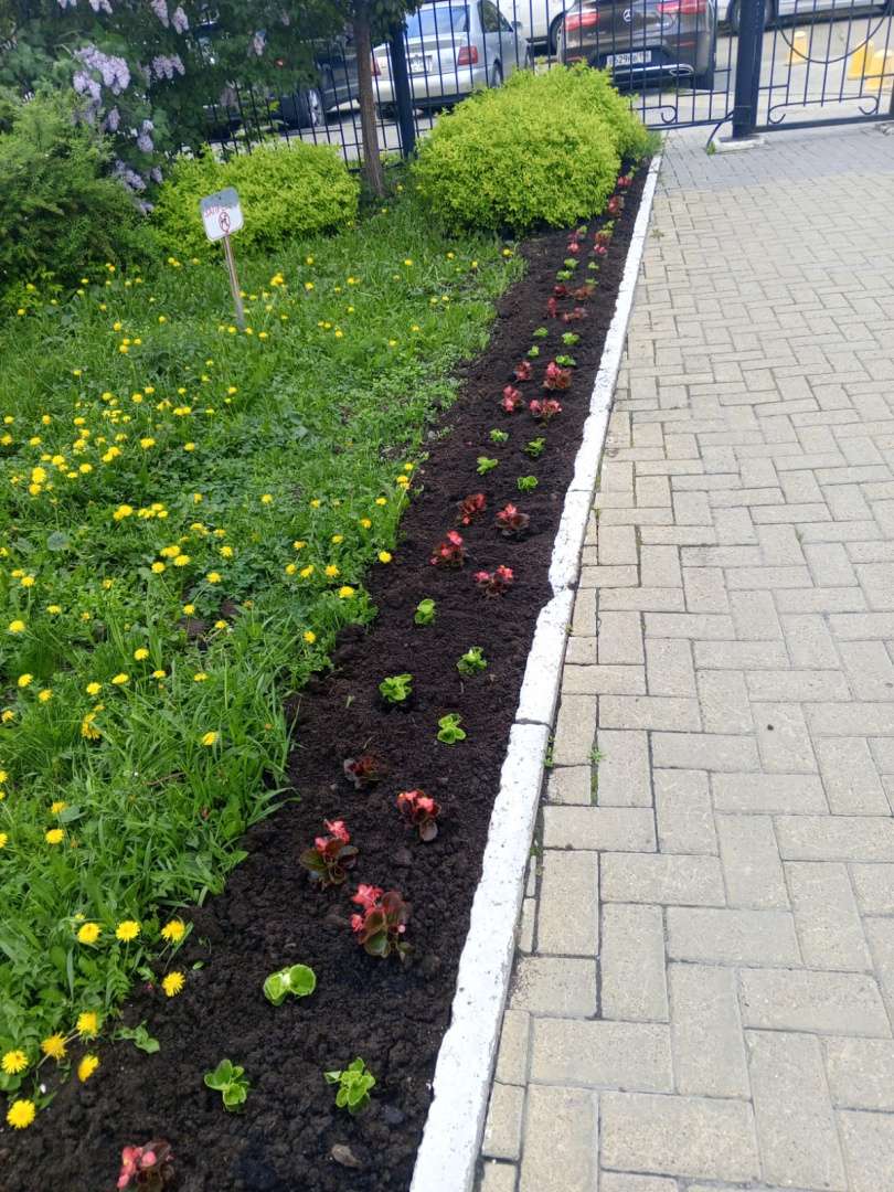 Высадка цветов 11.06.26 г. --.jpg