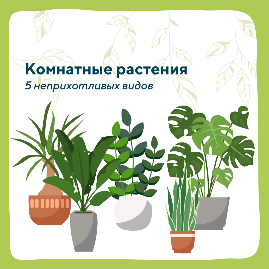 домашние растения 1.png