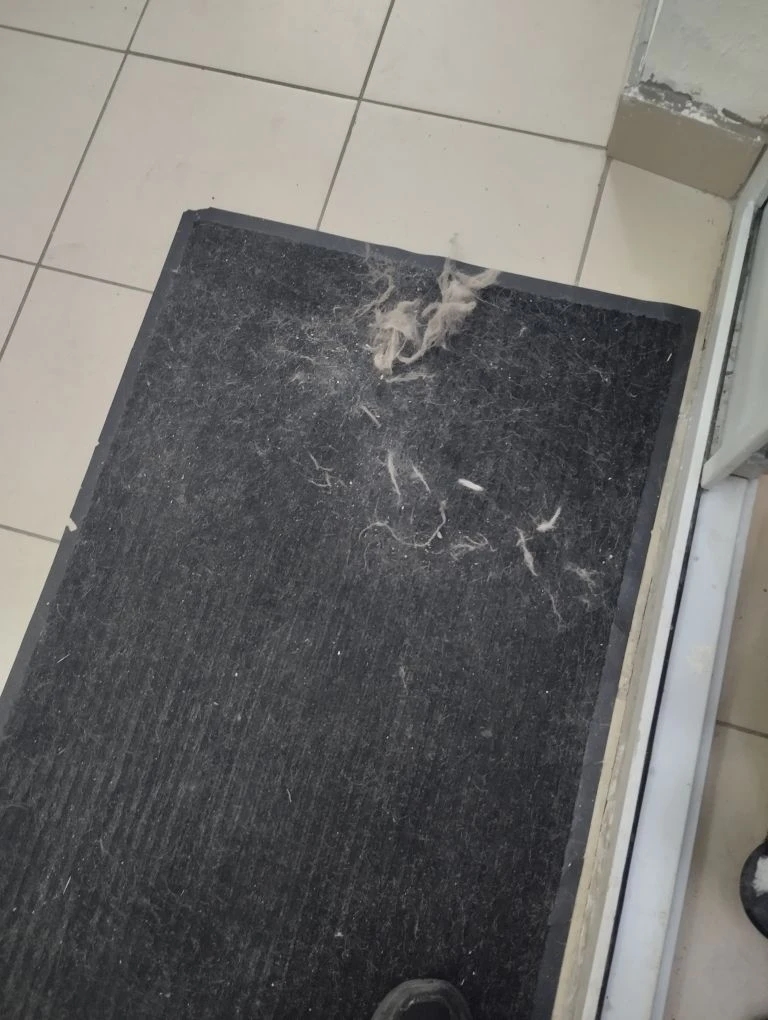 вычёсывание собак.jpg