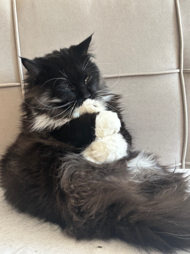 котк.jpg котк.jpg