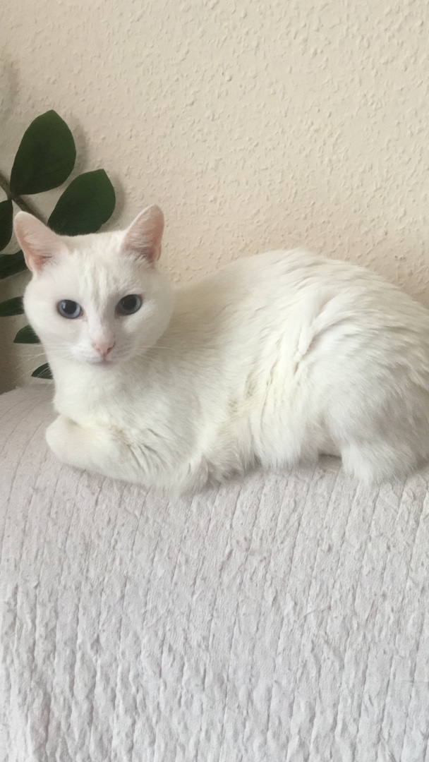 белый котик.jpg